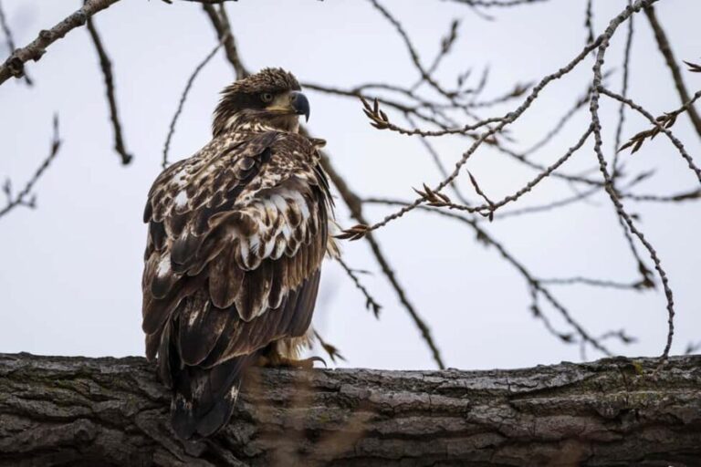 Saint Joseph: Missouri Eagle Waterfowl Photography Tour - Who Should Consider This Tour?