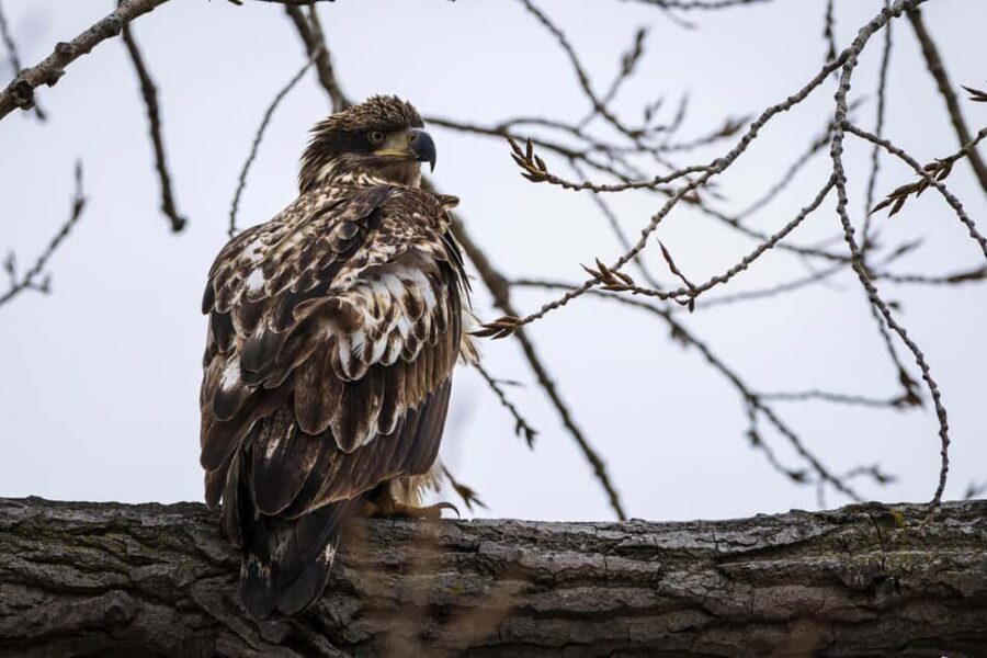 Saint Joseph: Missouri Eagle Waterfowl Photography Tour - Who Should Consider This Tour?