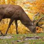 Salzburg Zoo Hellbrunn Skip-the-line Tickets & Private Car - Detailed Breakdown of the Experience