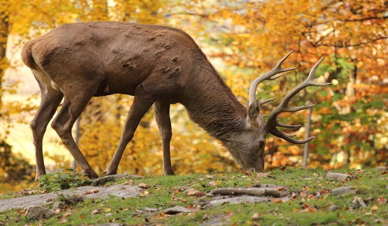 Salzburg Zoo Hellbrunn Skip-the-line Tickets & Private Car - Detailed Breakdown of the Experience