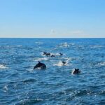 San Diego: 3 Hour Whale Watching Cruise - What Past Travelers Say