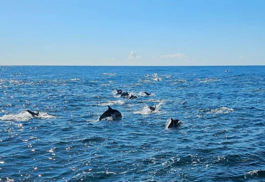 San Diego: 3 Hour Whale Watching Cruise - What Past Travelers Say