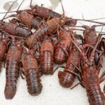 San Diego Lobster Hoop Netting Charter up to 6 People - The Sum Up