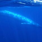 San Diego Ocean Safari: 6-Hour Snorkel Adventure! - Why Choose This Tour?