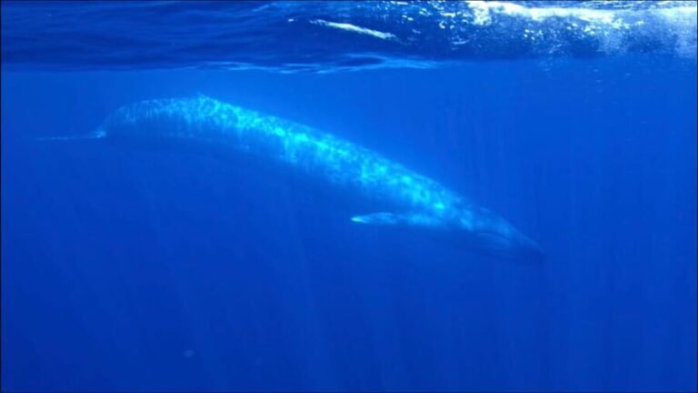 San Diego Ocean Safari: 6-Hour Snorkel Adventure! - Why Choose This Tour?  