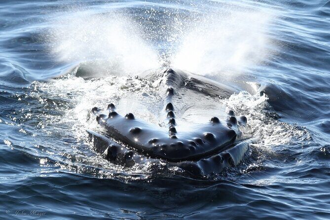 San Diego Whale/Dolphin Watching Cruise Aboard Luxury Vessel - Itinerary Breakdown: What to Expect