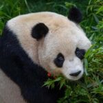 San Diego Zoo Admission Ticket - Practical Tips for Visitors