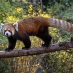 San Diego Zoo Safari Park 1-Day Ticket - FAQ About the San Diego Zoo Safari Park