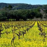 San Francisco Airport Roundtrip to Sonoma or Napa Black Car Svc - Final Thoughts