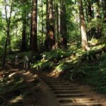 San Francisco Muir Woods Tour and Bike The Golden Gate Bridge - What Makes This Tour Stand Out?