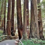 San Francisco, Redwoods & Sausalito: A Scenic Small-Group Escape - Who Will Love This Tour?