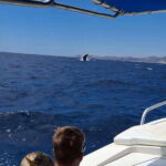 San José del Cabo: Ocean Safari - What to Expect from this Marine Safari