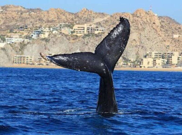 San José del Cabo: Whale Watching Experience - What to Expect from Your Whale Watching Tour