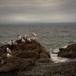 San Juan Island: 3-h Griffin Bay Tour - Stunning Views of Mountains and Islands
