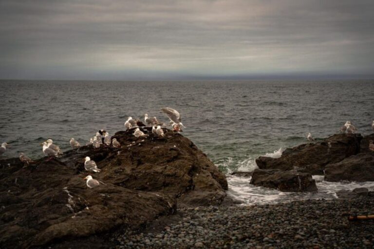San Juan Island: 3-h Griffin Bay Tour - Stunning Views of Mountains and Islands