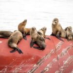 San Pedro: West Harbor LA Dolphin & Whale Watching Cruise - Authentic Feedback from Past Travelers