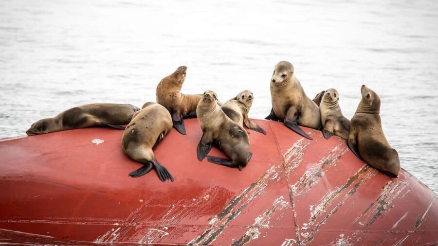 San Pedro: West Harbor LA Dolphin & Whale Watching Cruise - Authentic Feedback from Past Travelers