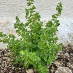 Santorini: Farm and Winery Guided Tour - Why This Tour Offers Good Value