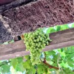 Santorini Private Wine Tour with Local Expert & Sunset - What You Can Expect from the Wine Tastings