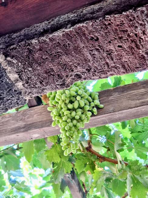 Santorini Private Wine Tour with Local Expert & Sunset - What You Can Expect from the Wine Tastings