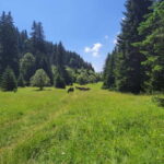 Sarajevo Sport tour: Olympic Mountains and Stadium Tour - Practical Details and What to Expect