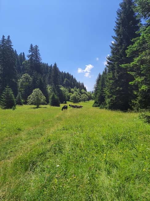 Sarajevo Sport tour: Olympic Mountains and Stadium Tour - Practical Details and What to Expect