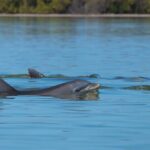 Savannah Coastal Dolphin Eco Tour - What We Like About This Tour