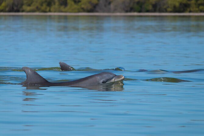 Savannah Coastal Dolphin Eco Tour - What We Like About This Tour