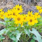 Scenic Float on the Salmon River - Half Day - Value for Money and Practicalities