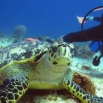 Scuba Dive in the best reefs in the Riviera Maya 2 tanks - Practical Tips