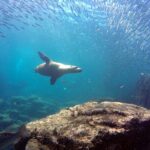 Scuba Diving Adventure in La Paz - The Itinerary: What to Expect on Your La Paz Scuba Day