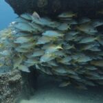 Scuba Diving in La Paz Private Tour - Post-Dive Relaxation at a Pristine Beach