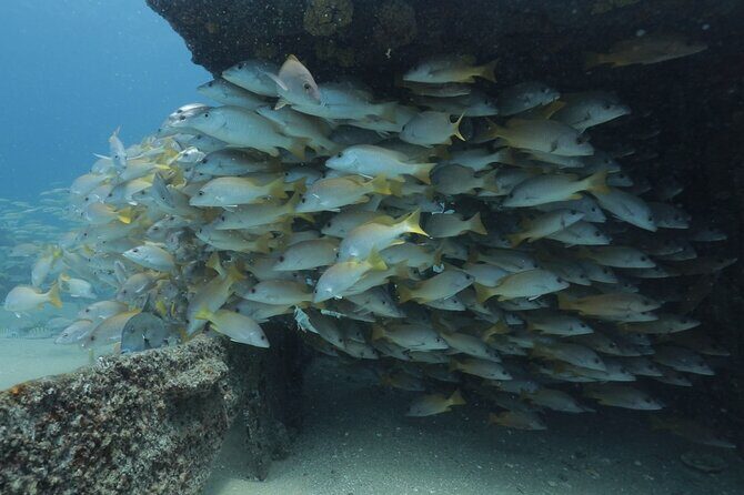 Scuba Diving in La Paz Private Tour - Post-Dive Relaxation at a Pristine Beach  