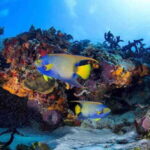 Scuba Diving Playa del Carmen: PADI Open Water Certification - Who Is This Course Best For?