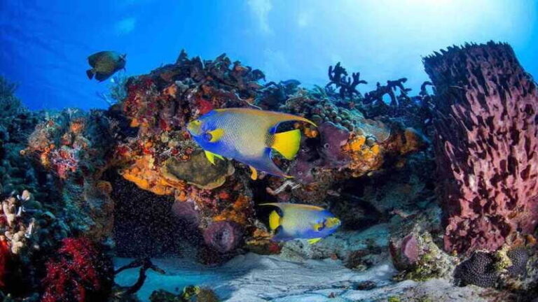 Scuba Diving Playa del Carmen: PADI Open Water Certification - Who Is This Course Best For?