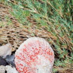 Sea Kayak Tour - Marine Safari - Analyzing the Experience: In Depth