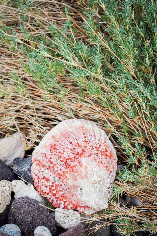 Sea Kayak Tour - Marine Safari - Analyzing the Experience: In Depth