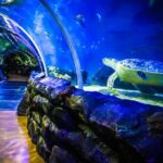 SEA LIFE Birmingham Admission Ticket - Who Will Love This Experience?