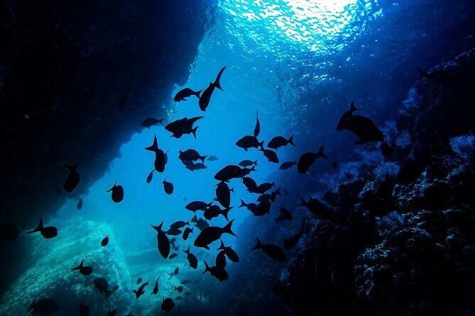 Sea Lion Snorkeling & Island Beach Picnic  Espíritu Santo Tour - All-Inclusive Details & Practicalities