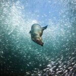 Sea Lions & Mega-Paddleboard Tour in Espiritu Santo - Who Should Consider This Tour?