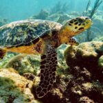 Sea Turtle Sanctuary In Akumal With Cenotes - The Sum Up