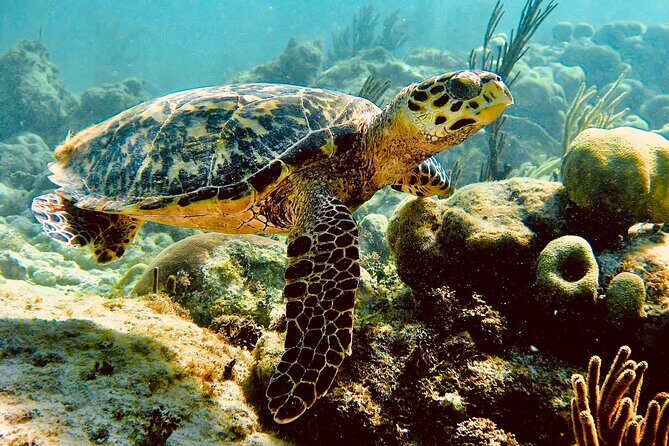 Sea Turtle Sanctuary In Akumal With Cenotes - The Sum Up