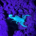 Sedona Night Hike and Stargazing Tour - Who Is This Tour Perfect For?