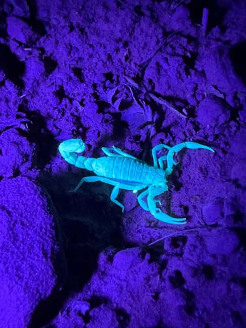 Sedona Night Hike and Stargazing Tour - Who Is This Tour Perfect For?