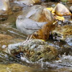 September 2025 British Columbia Rocky Mountain Birding Tour - What Makes This Tour Stand Out?