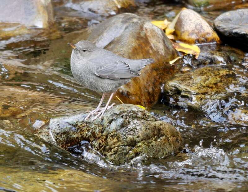 September 2025 British Columbia Rocky Mountain Birding Tour - What Makes This Tour Stand Out?