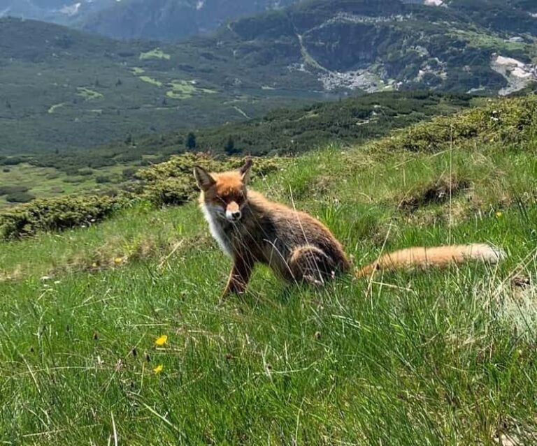 Seven Rila Lakes - Full Day Hiking Trip in the Rila Mountain - What to Expect from the Experience