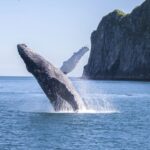 Seward: Kenai Fjords National Park Catamaran Cruise w/Lunch - Final Thoughts
