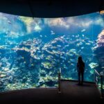 SF: CA Academy of Sciences & Hop-on Hop-off Tour (Save 15%) - Who Is This Tour Best For?