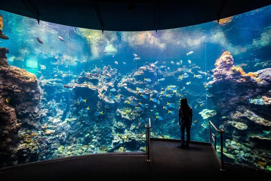 SF: CA Academy of Sciences & Hop-on Hop-off Tour (Save 15%) - Who Is This Tour Best For?